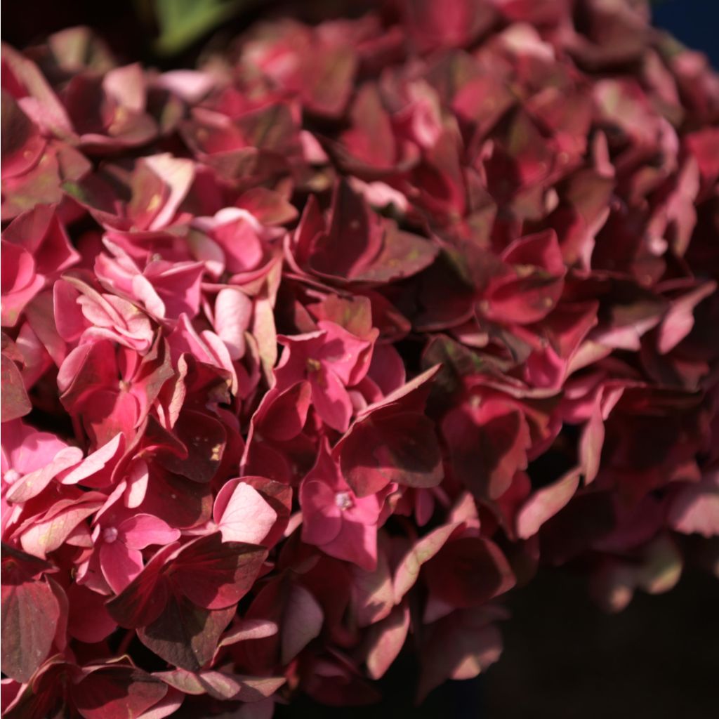 Hortensia - Hydrangea macrophylla Magical Crimson