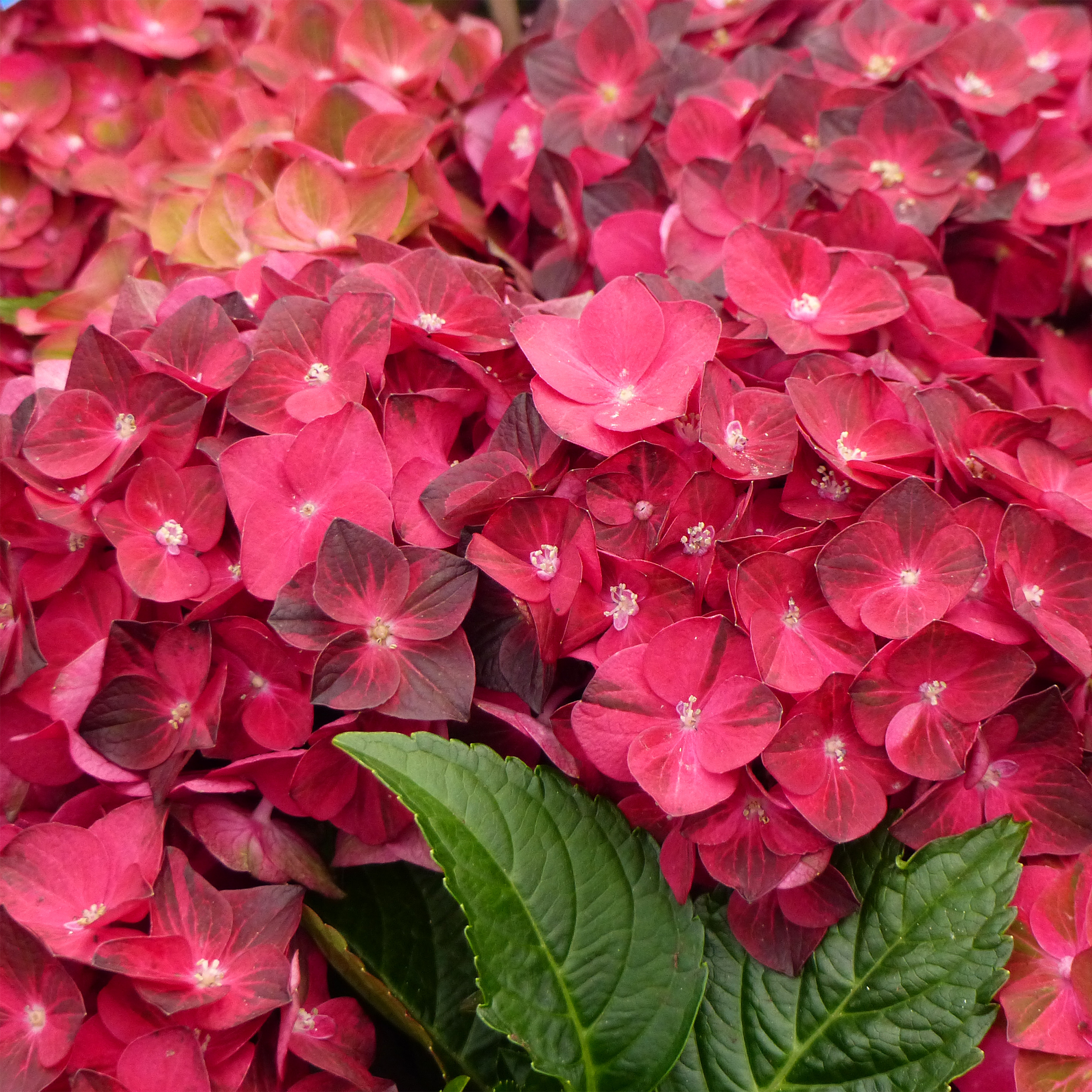 Hortensia Rouge (Hydrangea Macrophylla) - Plante En Pot 17 Cm, Hauteur 30 Cm - Floraison Estivale, Peu D'entretien