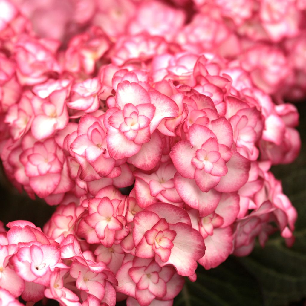 Hydrangea macrophylla Miss Saori - Hortensia