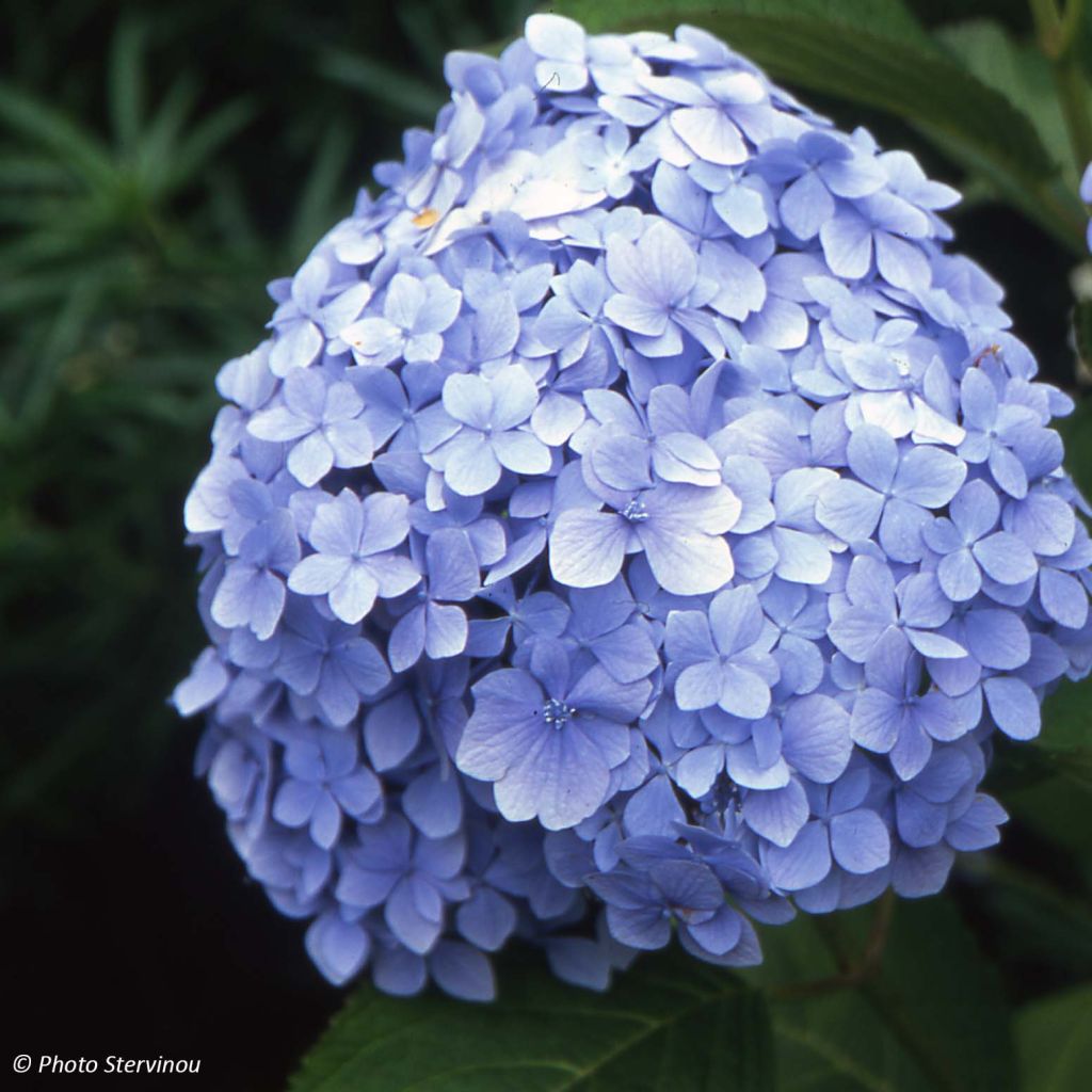 Hortensia - Hydrangea macrophylla Mousseline