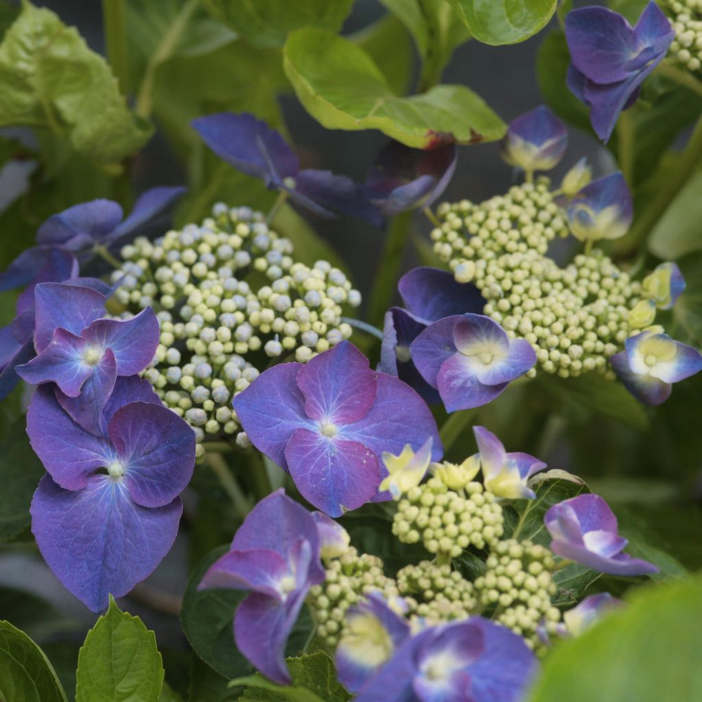 Hortensia - Hydrangea macrophylla Nachtigall