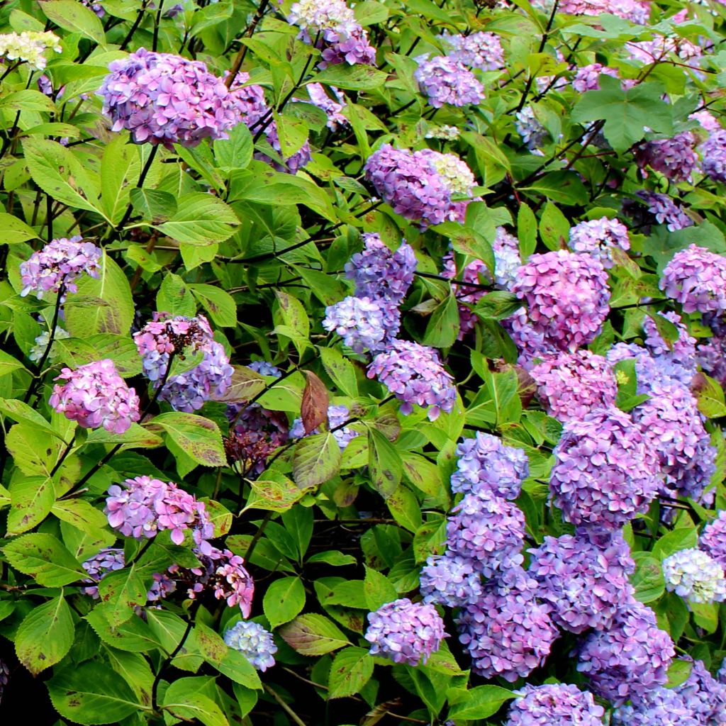 Hortensia - Hydrangea macrophylla Nigra