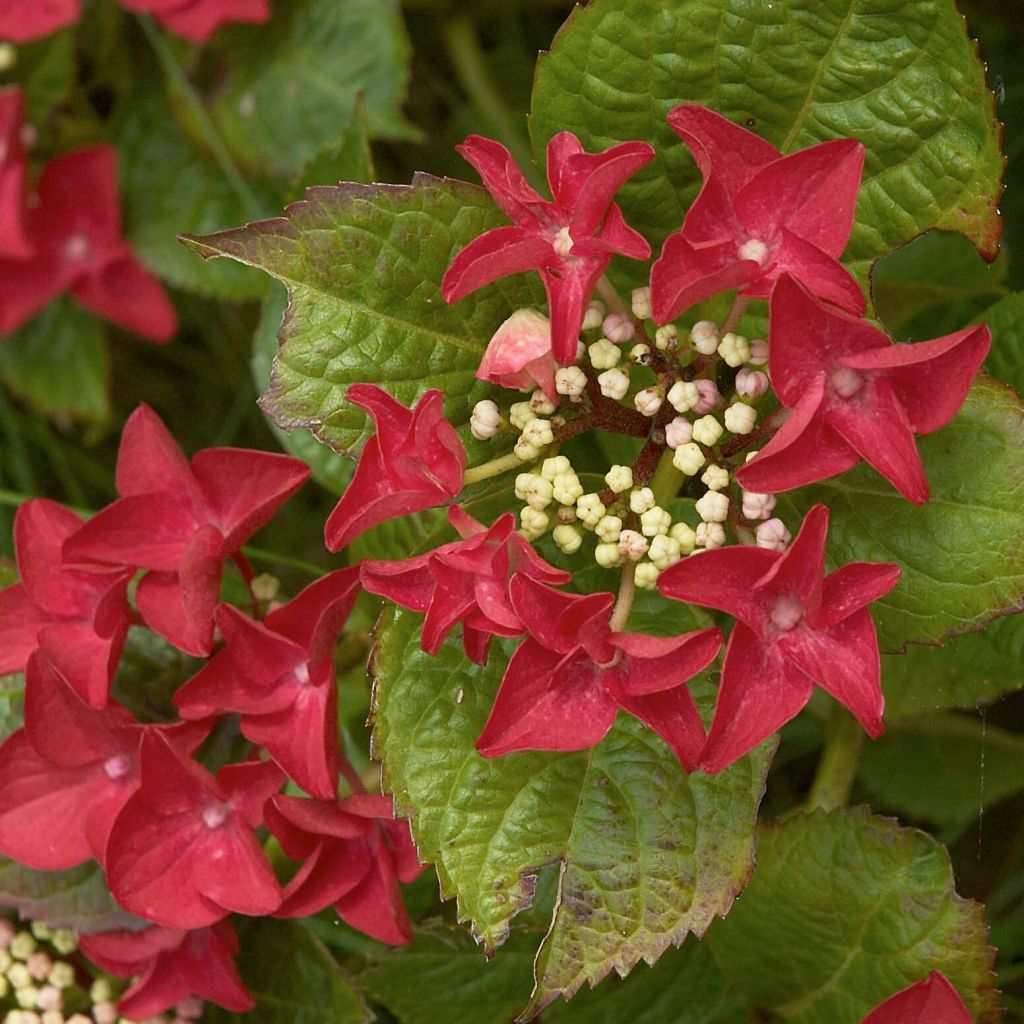 Hortensia Rotschwanz - Hydrangea macrophylla