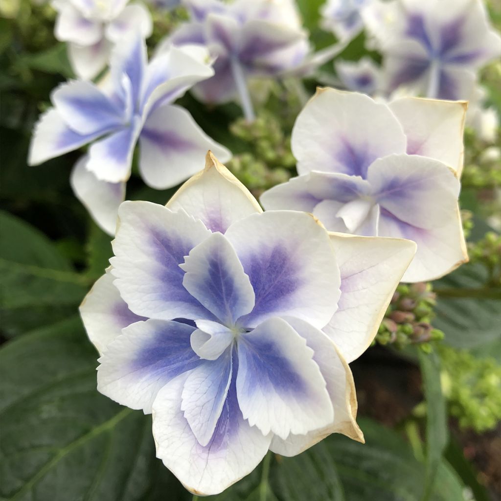 Hortensia - Hydrangea macrophylla Stargazer