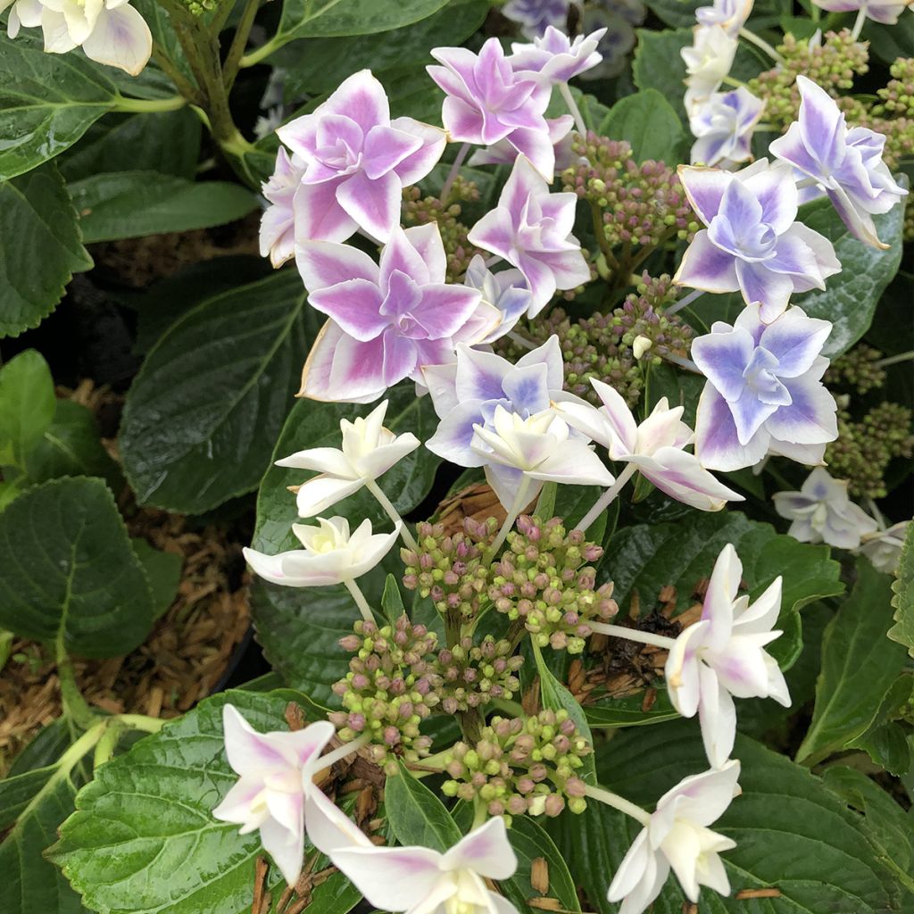 Hortensia - Hydrangea macrophylla Stargazer