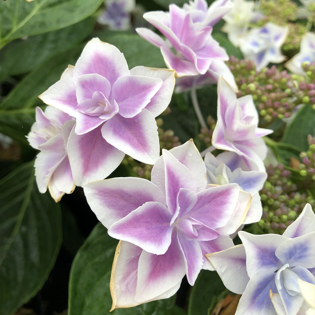 Hortensia - Hydrangea macrophylla Stargazer