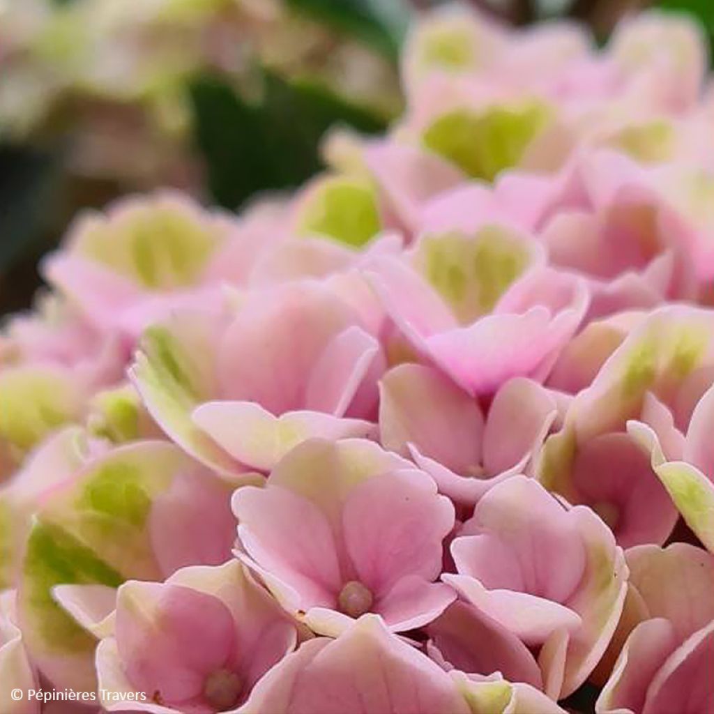 Hortensia - Hydrangea macrophylla Valvert