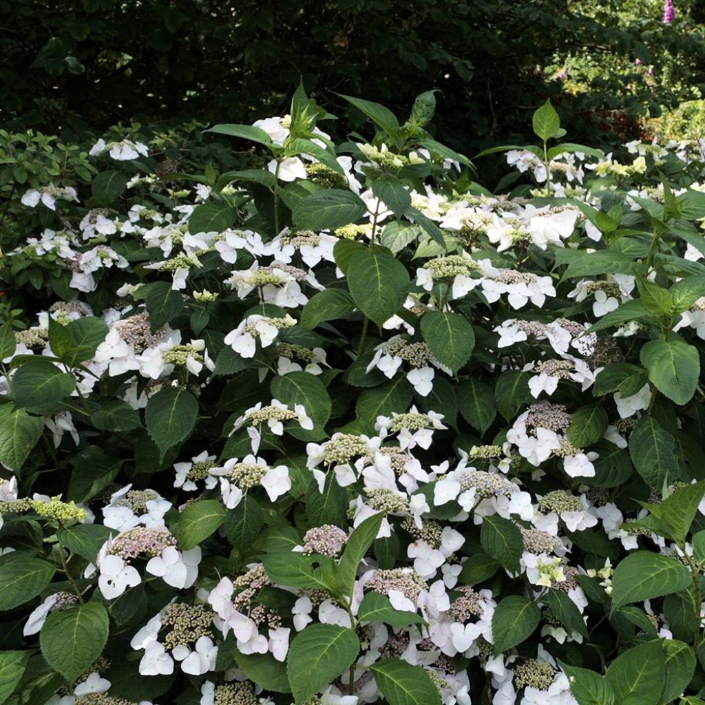 Hortensia - Hydrangea macrophylla Veitchii