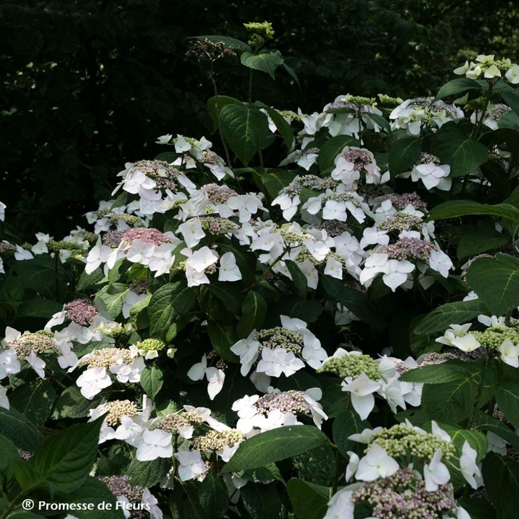 Hortensia - Hydrangea macrophylla Veitchii