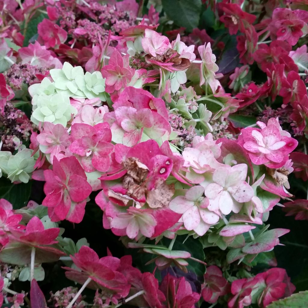 Hortensia - Hydrangea macrophylla Wedding Gown