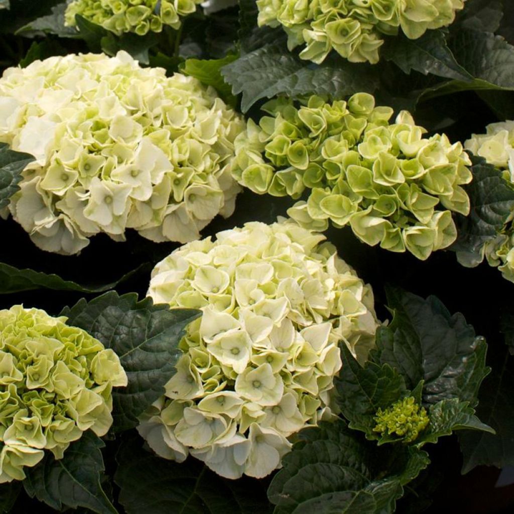 Hortensia - Hydrangea macrophylla Wudu