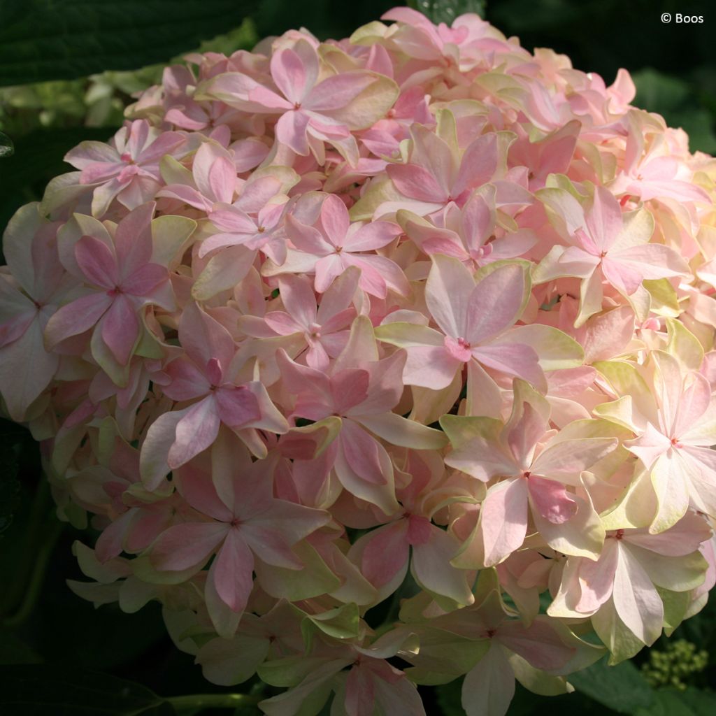 Hortensia - Hydrangea macrophylla You and Me 'Inspire'