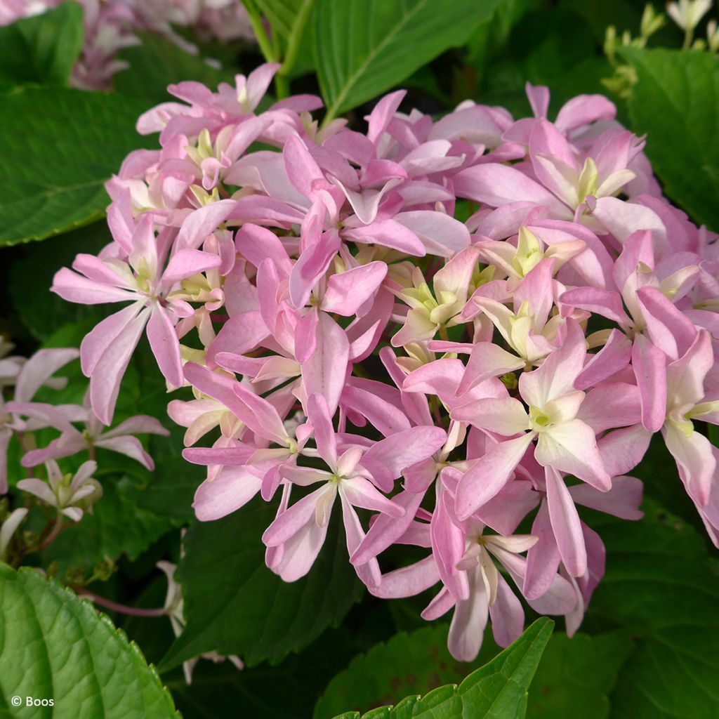 Hortensia - Hydrangea macrophylla You and Me 'Inspire'