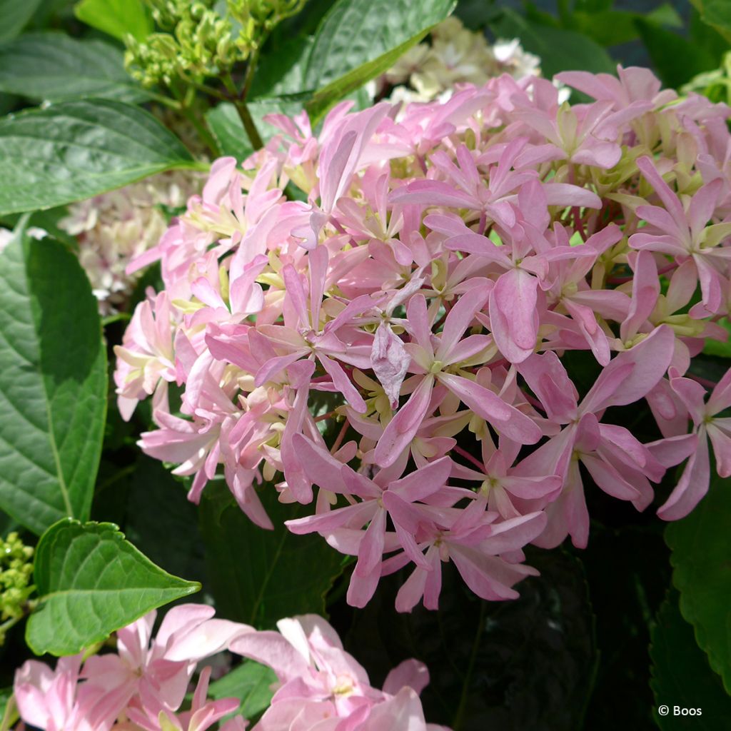 Hortensia - Hydrangea macrophylla You and Me 'Inspire'