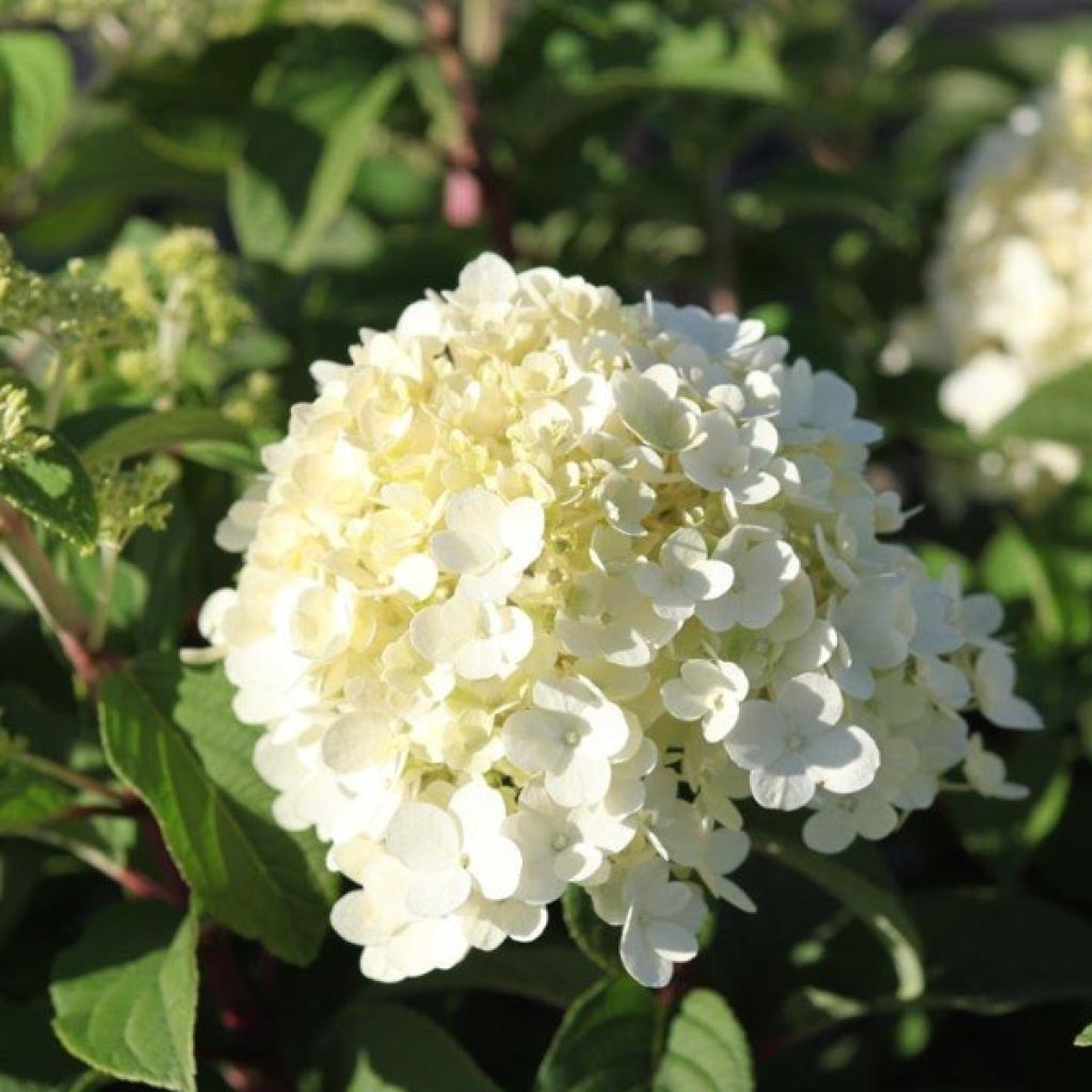 Hydrangea paniculata Bobo - Hortensia paniculé nain