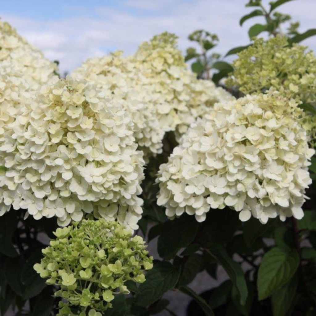 Hydrangea paniculata Bobo - Hortensia paniculé nain