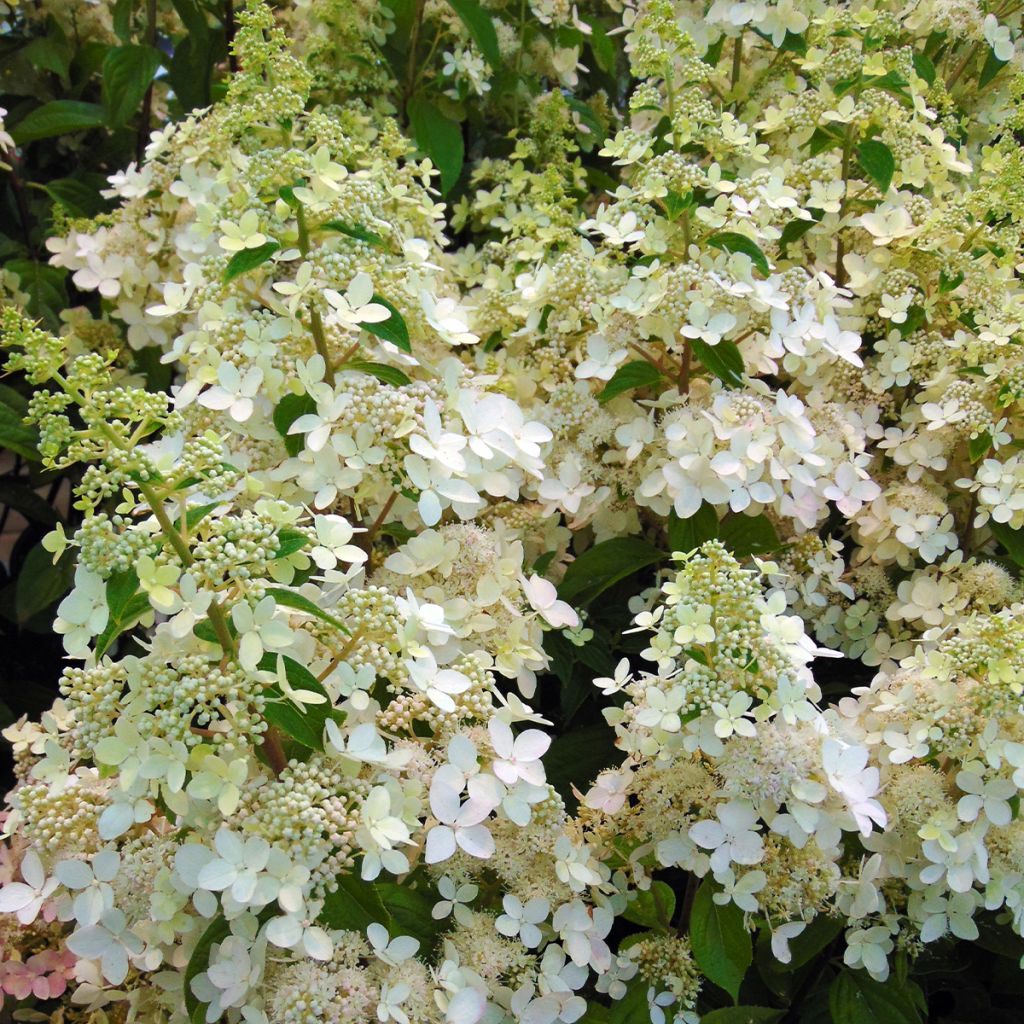 Hortensia - Hydrangea paniculata Confetti