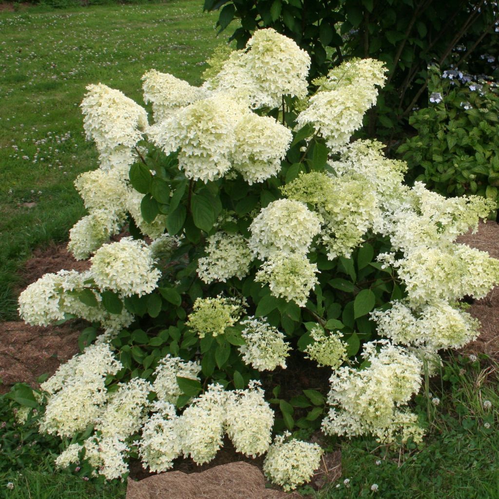 Hydrangea paniculata Dentelle de Gorron - Hortensia paniculé blanc.