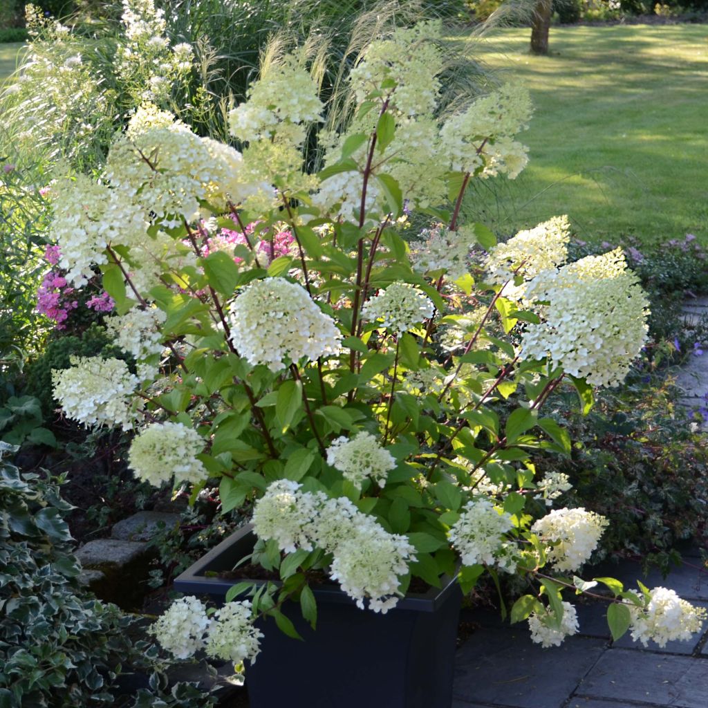 Hortensia - Hydrangea paniculata Diamantino