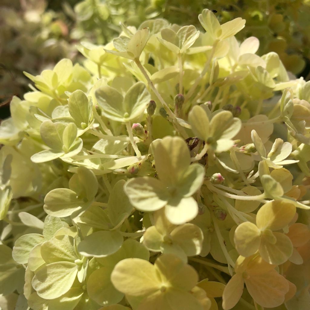 Hortensia paniculé nain - Hydrangea paniculata Fire Light