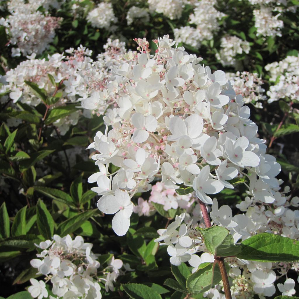 Hydrangea paniculata Grandiflora - Hortensia paniculé