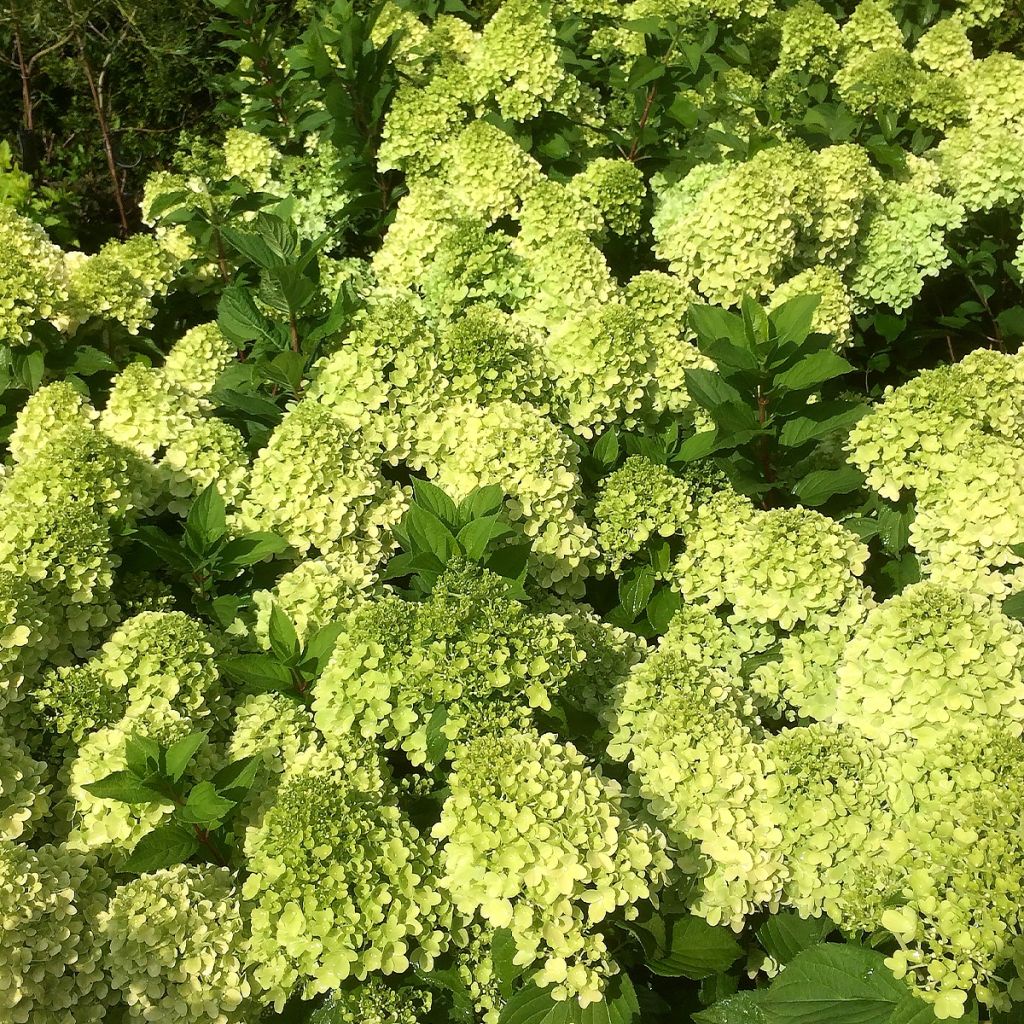 Hydrangea paniculata Mojito - hydrangéa paniculé