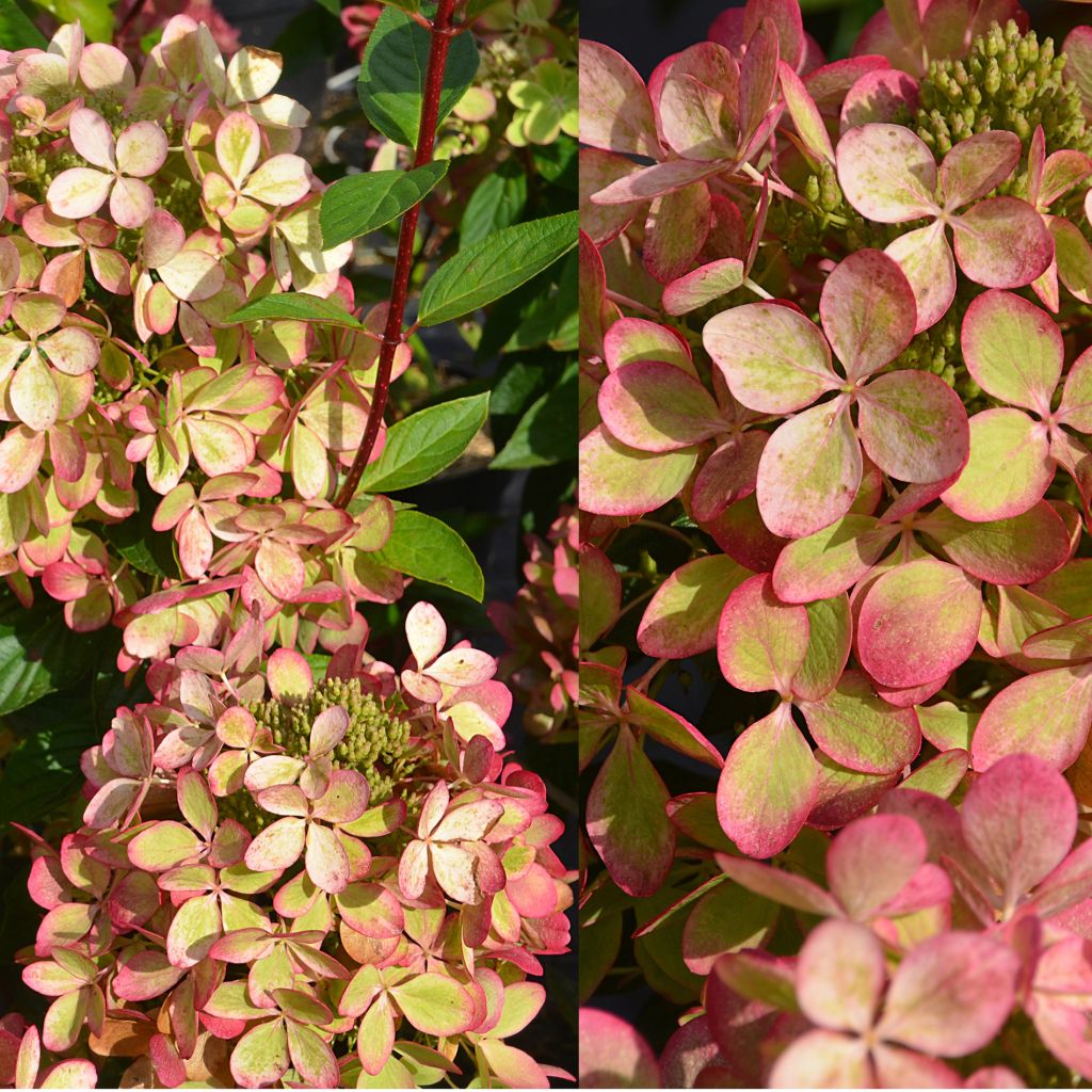 Hortensia - Hydrangea paniculata Pastelgreen ® Rencolor