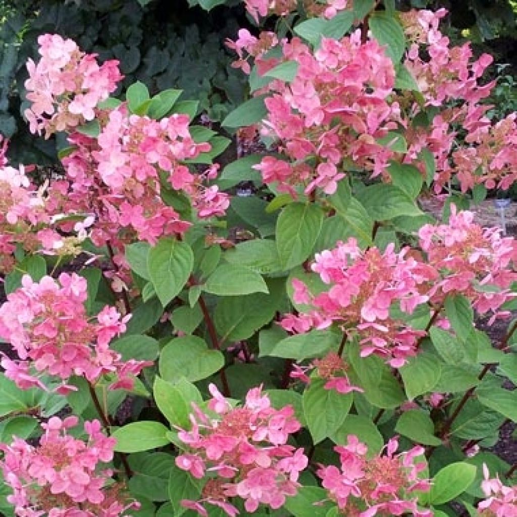 Hortensia Paniculata Pink diamond