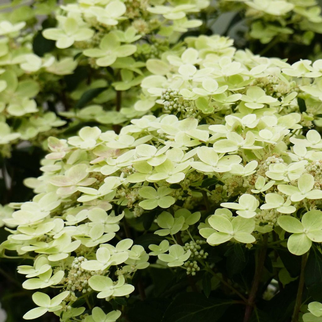 Hydrangea paniculata Polestar - Hortensia paniculé