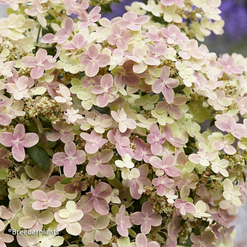 Hydrangea paniculata Polestar - Hortensia paniculé