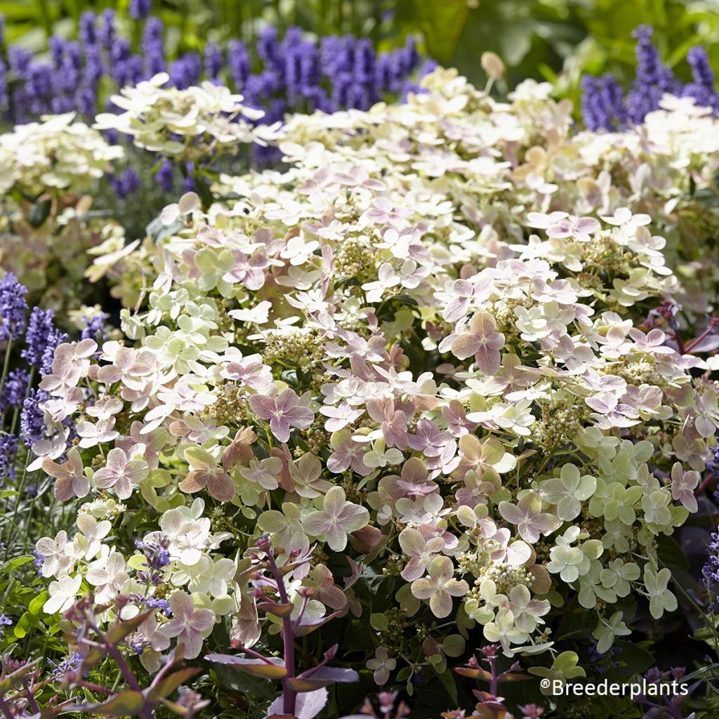 Hydrangea paniculata Polestar - Hortensia paniculé