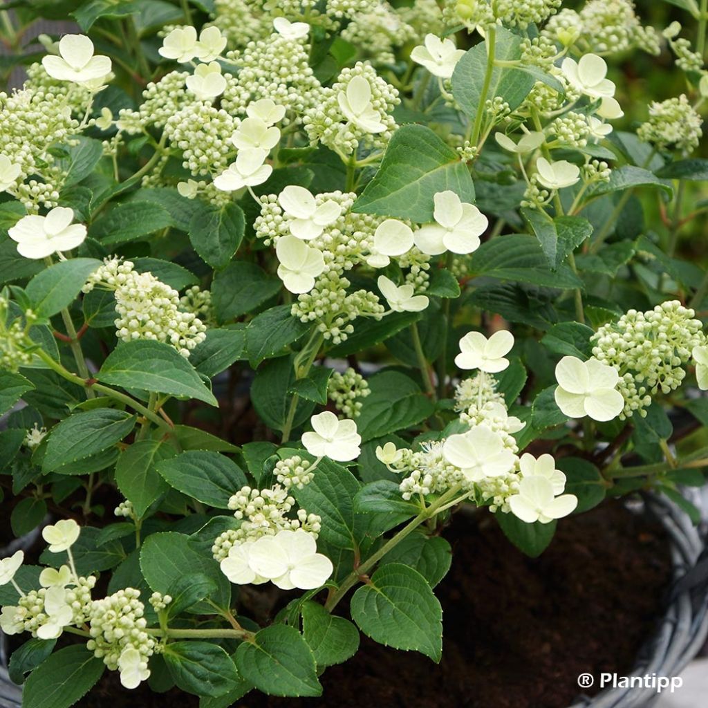 Hortensia paniculé - Hydrangea paniculata Prim White