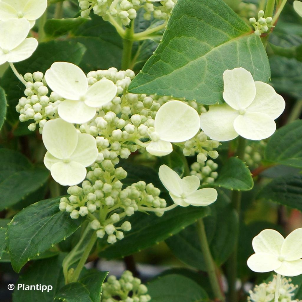 Hortensia paniculé - Hydrangea paniculata Prim White