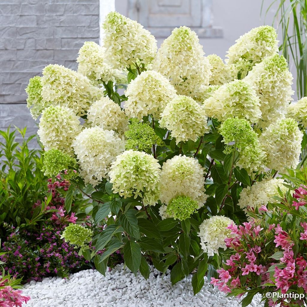 Hortensia - Hydrangea paniculata Skyfall