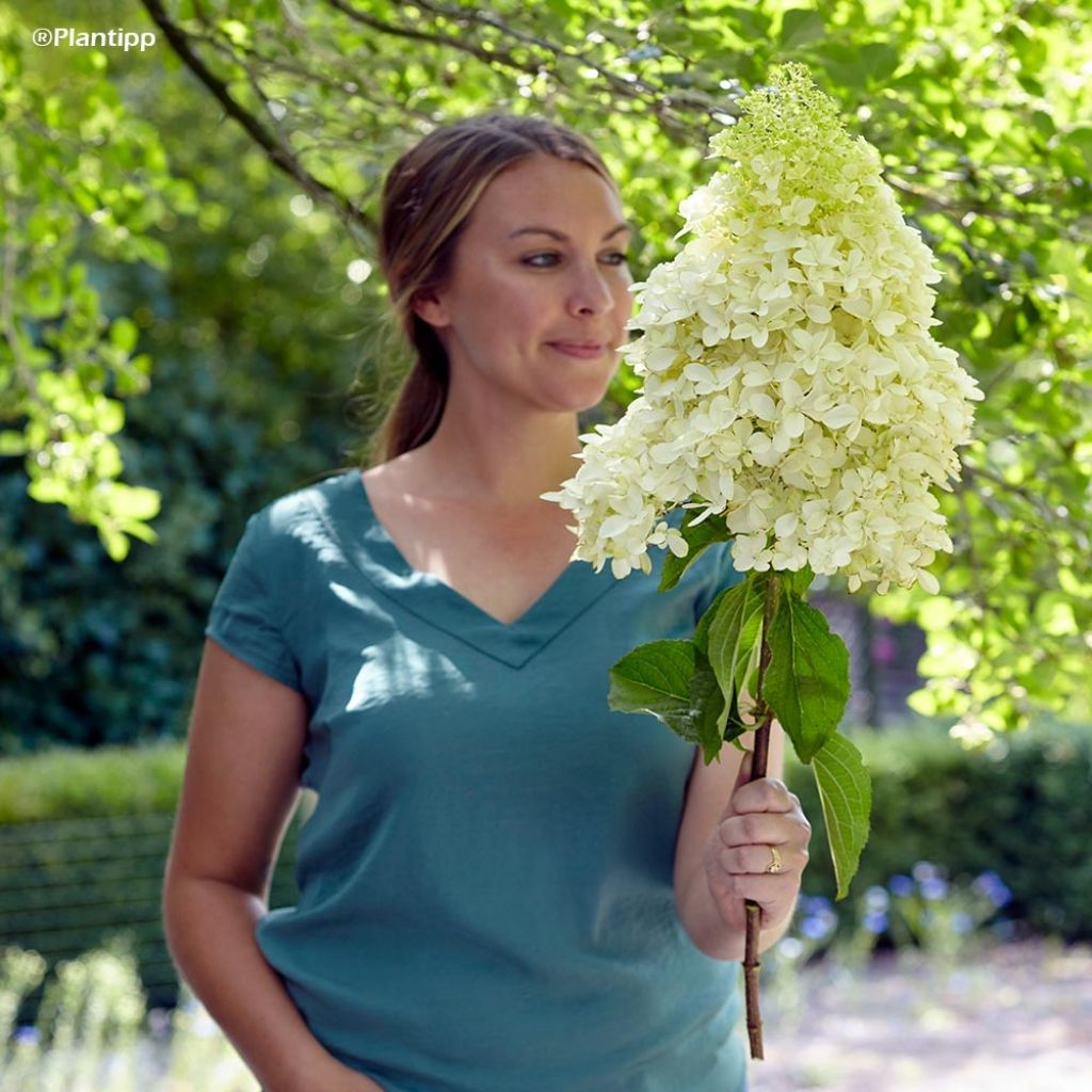 Hortensia - Hydrangea paniculata Skyfall