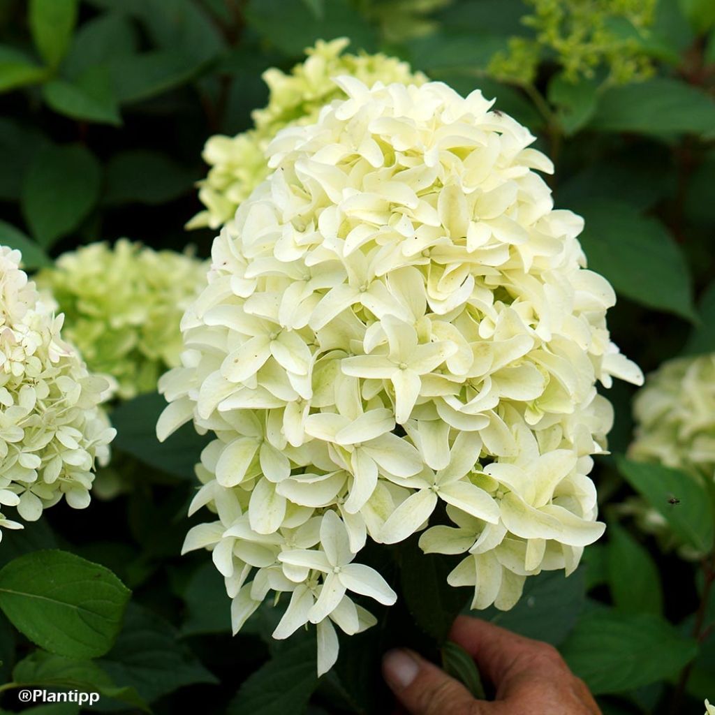 Hortensia - Hydrangea paniculata Skyfall