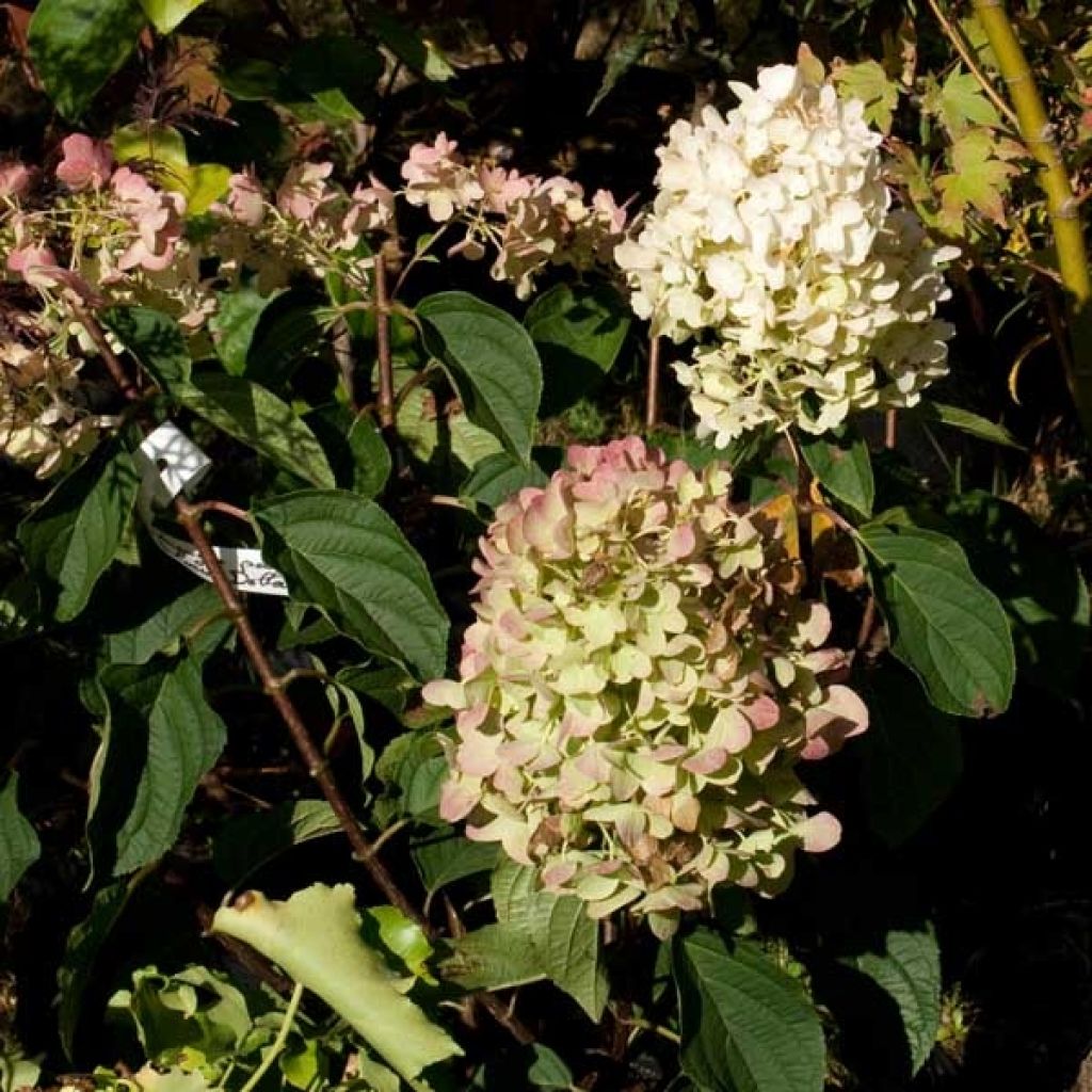 Hortensia - Hydrangea paniculata Silver Dollar en pot de 10 L