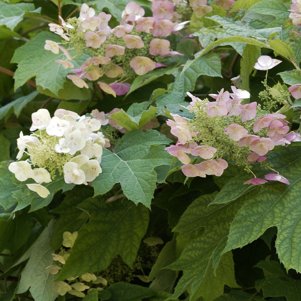 Hortensia à feuilles de chêne - Hydrangea quercifolia Burgundy