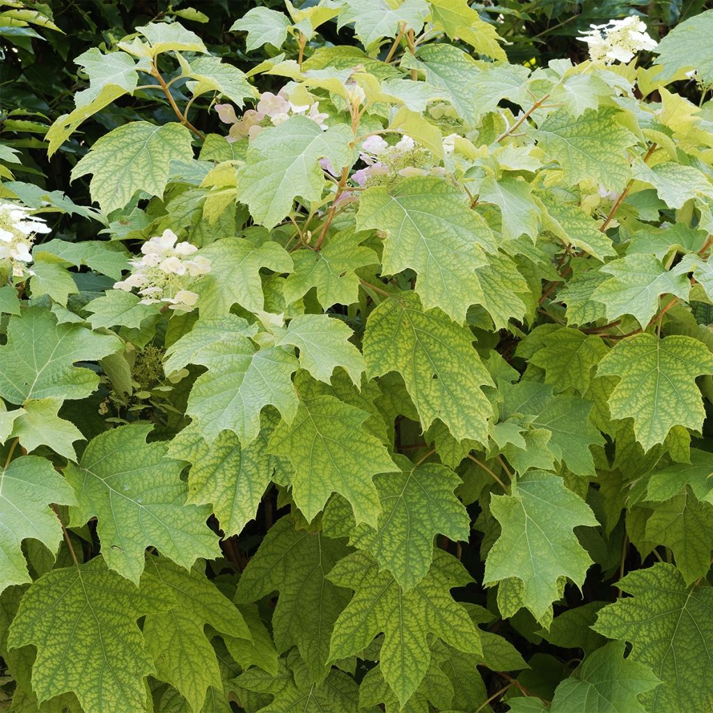 Hortensia à feuilles de chêne - Hydrangea quercifolia Burgundy