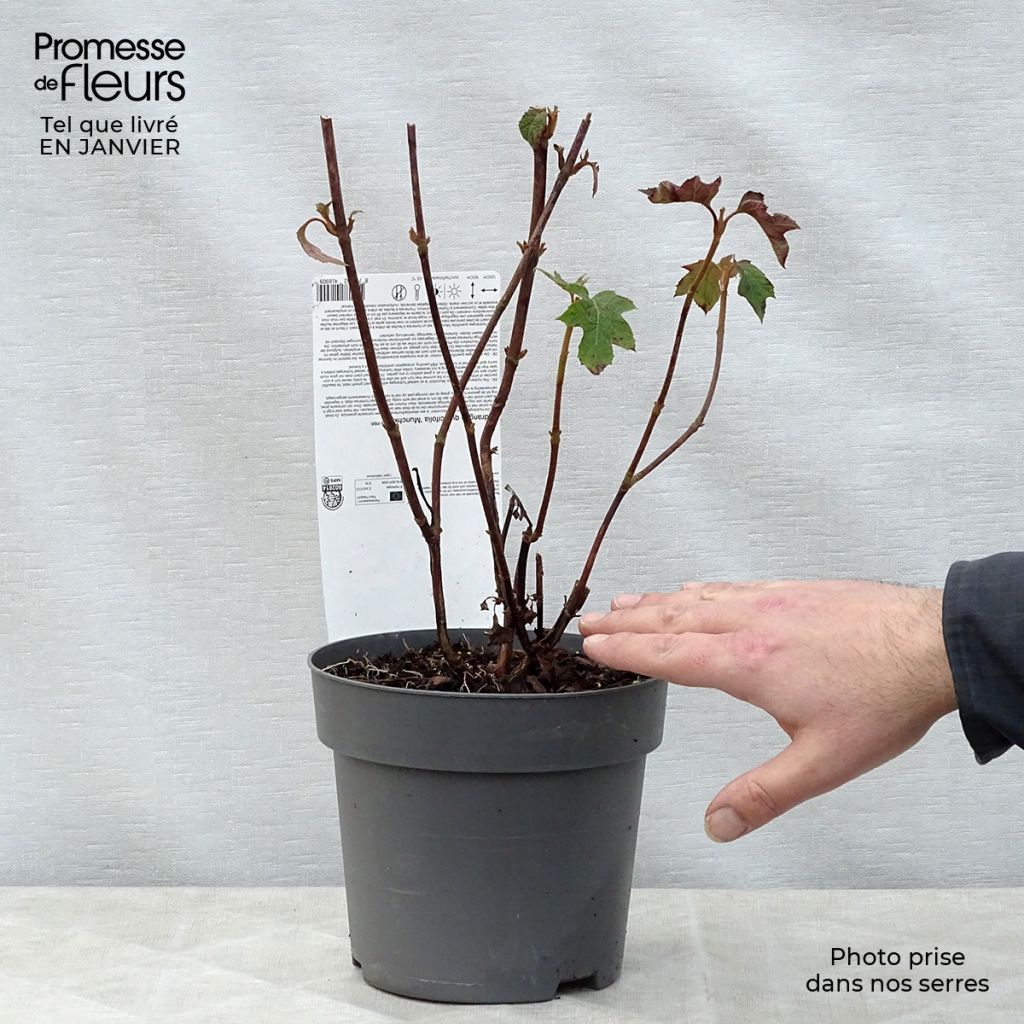 Hydrangea quercifolia Munchkin  - Hortensia à feuilles de chêne