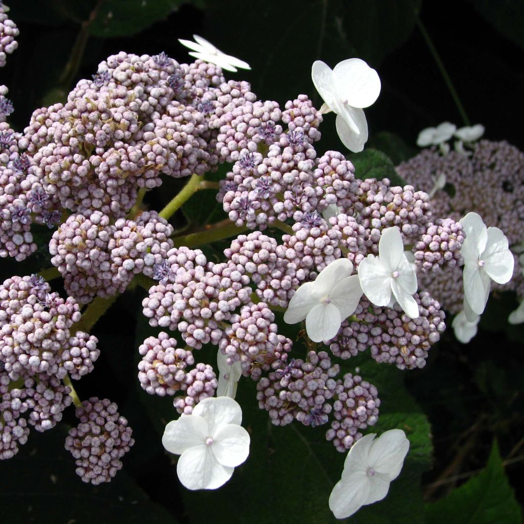 Hortensia - Hydrangea sargentiana