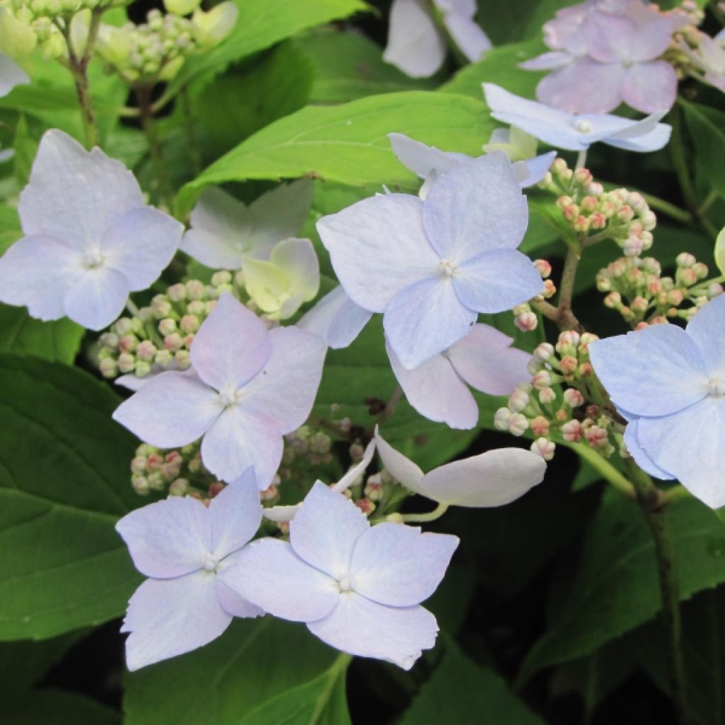 Hortensia - Hydrangea serrata Blue Deckle