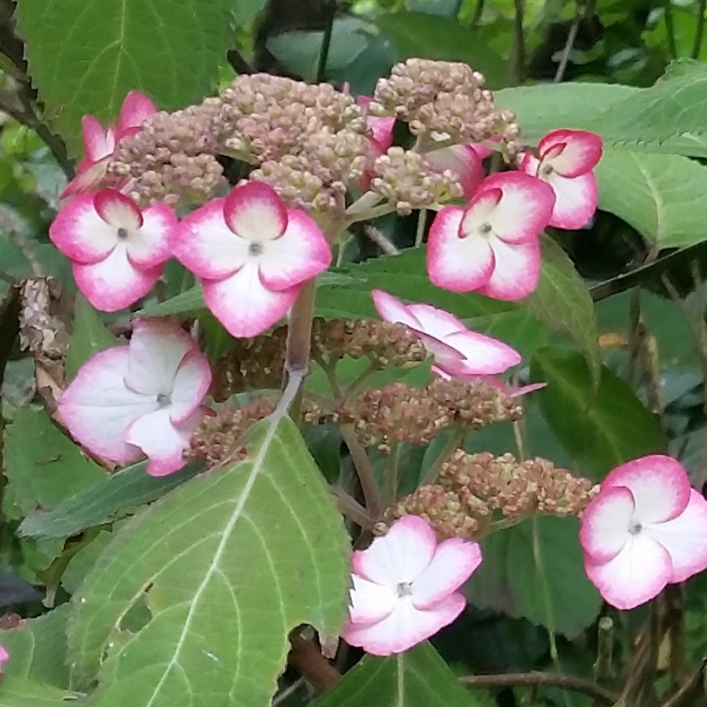 Hydrangea serrata Kiyosumi - Hortensia