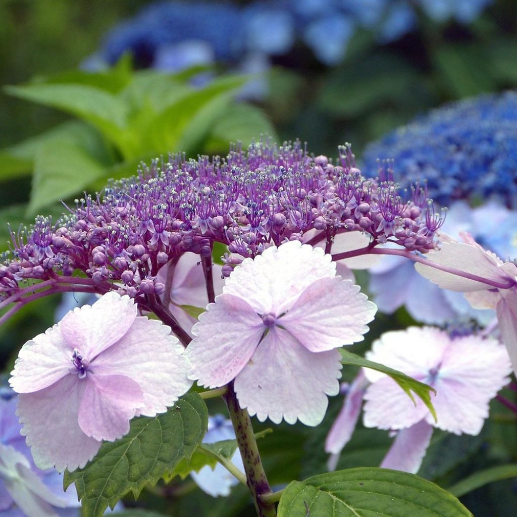 Hortensia - Hydrangea serrata Klaveren