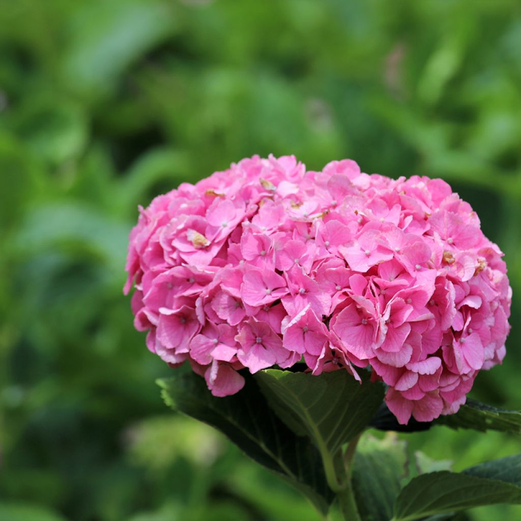 Hortensia - Hydrangea macrophylla Selma