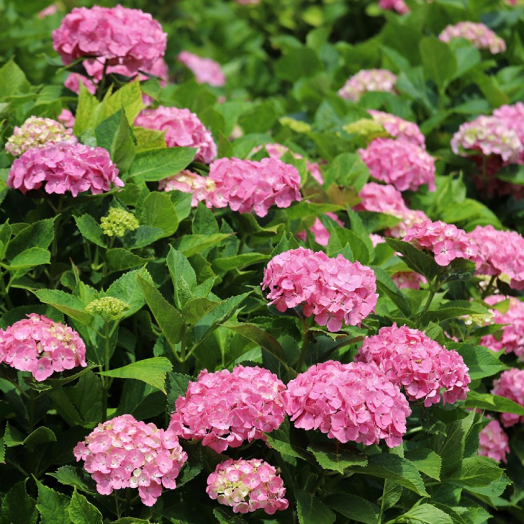 Hortensia - Hydrangea macrophylla Selma