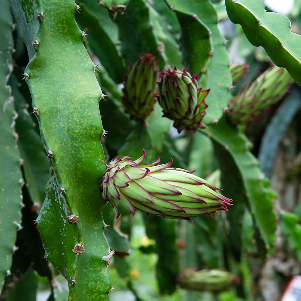 Hylocereus megalanthus - Pitaya, Fruit du dragon jaune