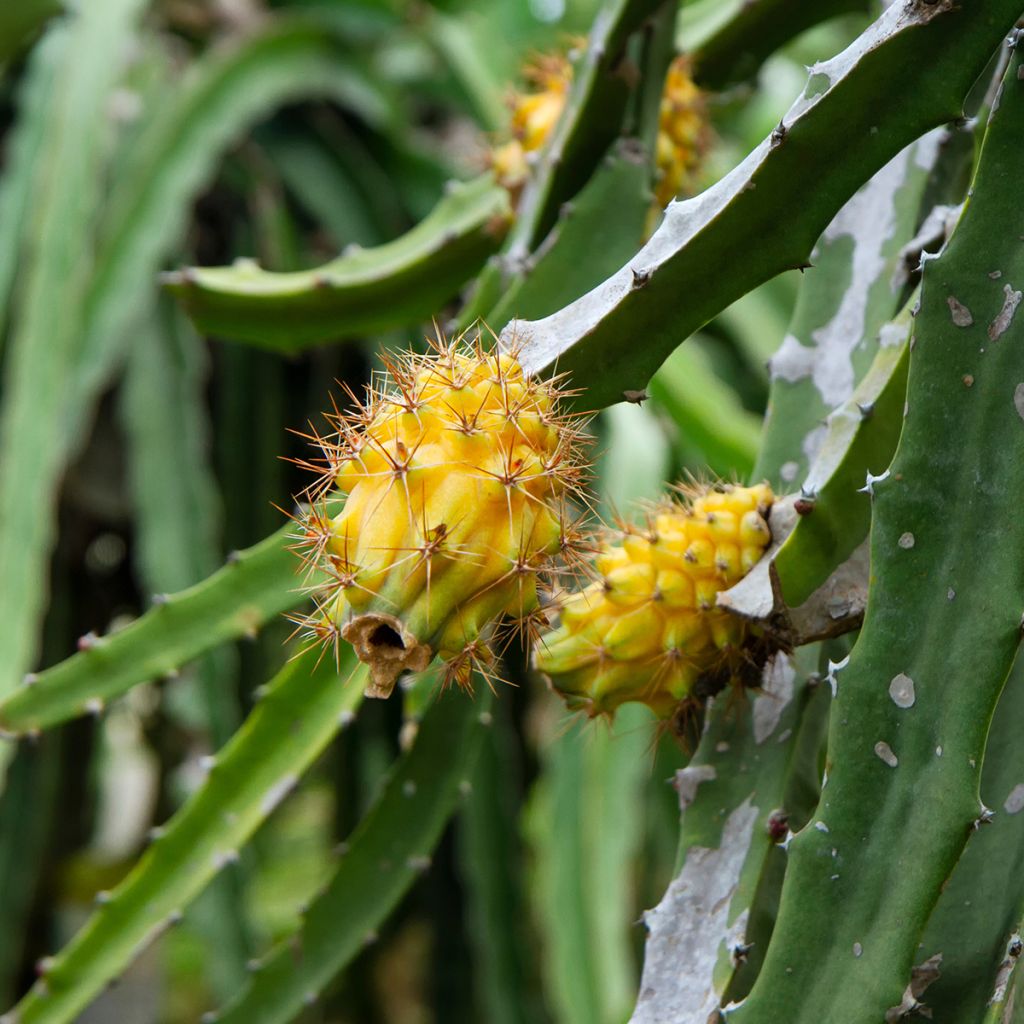 Hylocereus megalanthus - Pitaya, Fruit du dragon jaune