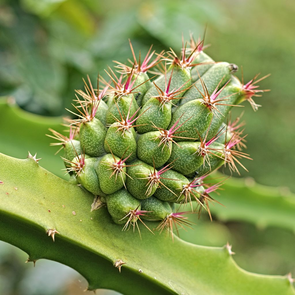 Hylocereus megalanthus - Pitaya, Fruit du dragon jaune