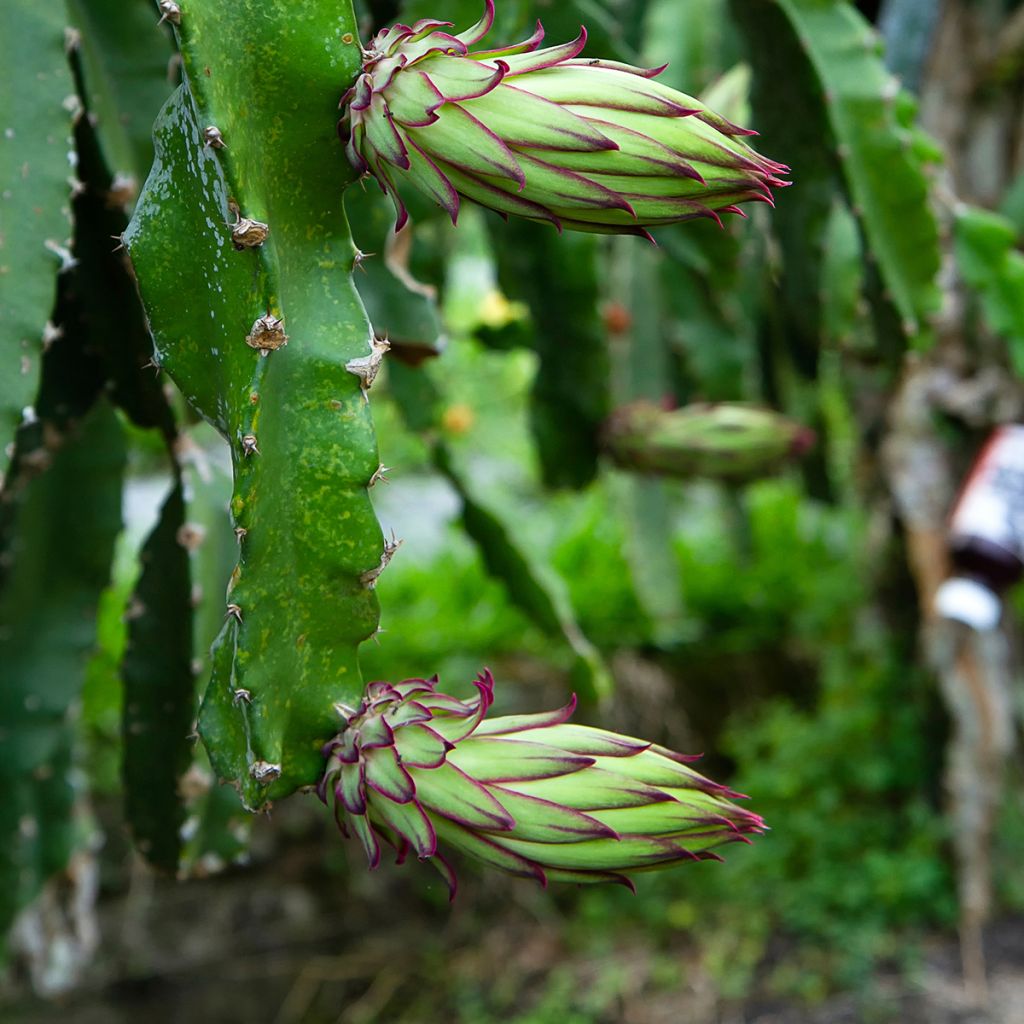 Hylocereus megalanthus - Pitaya, Fruit du dragon jaune